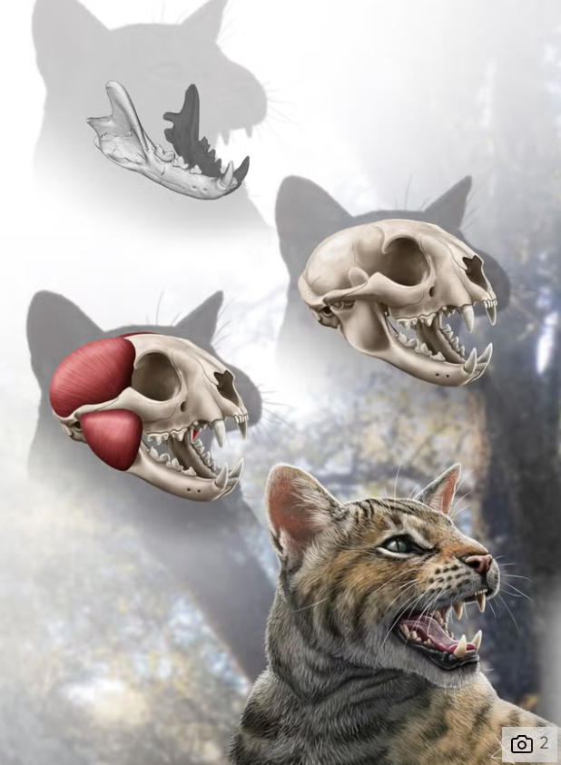 Вчені виявили новий вид доісторичного кота. Ось як він виглядав (фото)